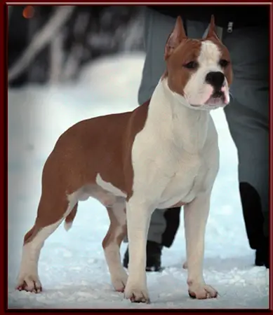 SHUMAHER Iz ZVEZDNOGO LEGIONA