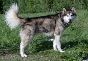 Noatak's Bearclaw Gillan du Breeze