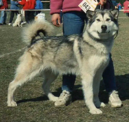 N CH Najanin's Nanacho