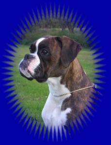 JCH Desdemona van de Patshoeve