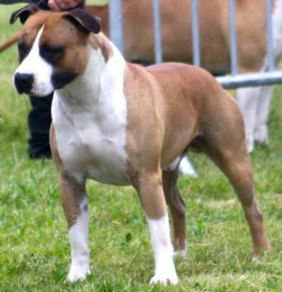 MULTI CH BIS Pageant's Famous Roadsweeper