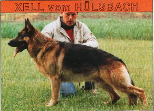 V Xell vom Hülsbach