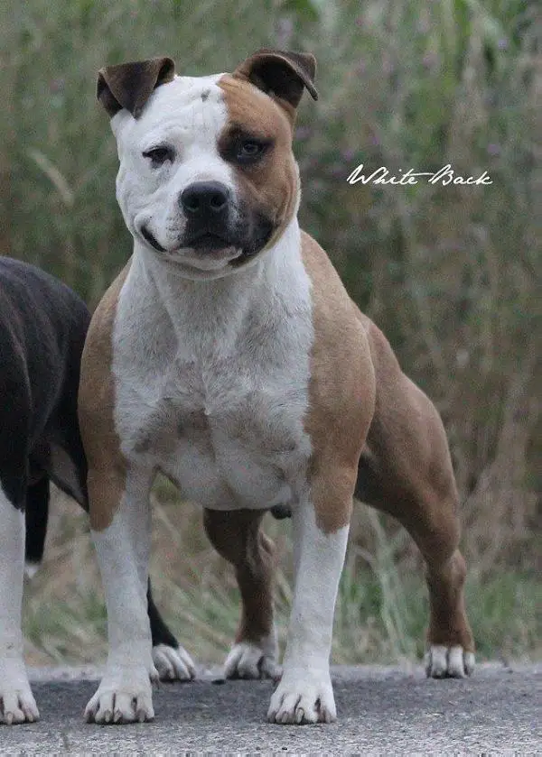 E'tyson blackbaccara