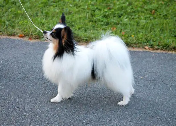CAN CH. Petitchien's Moonshine (GRB)