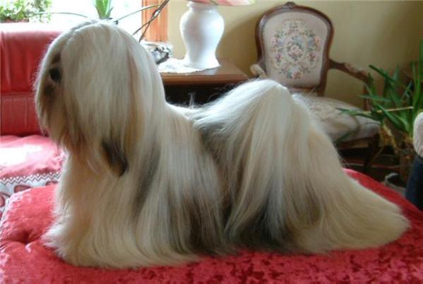 Whisborne Creamy Apricot