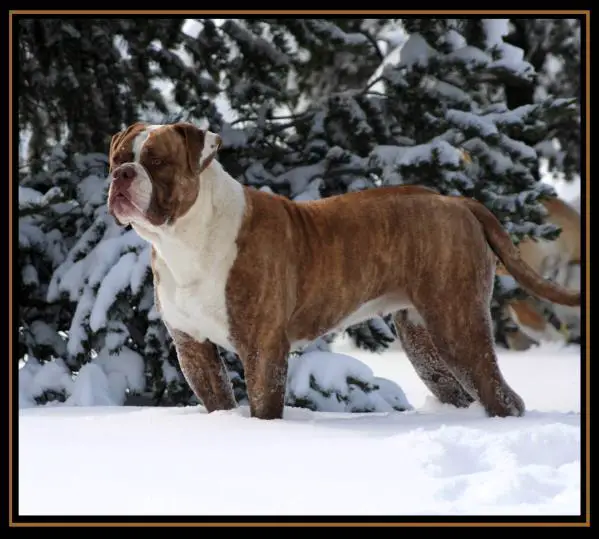 Red Canon Kennels Faith