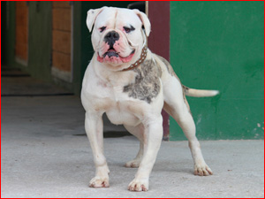 Reda`s Heavy Duty Joe