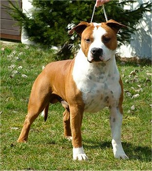 INT CH Sydney Tipit Z Hanky