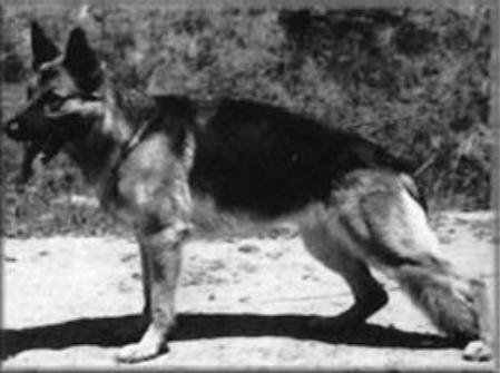 Dina vom Reststrauch