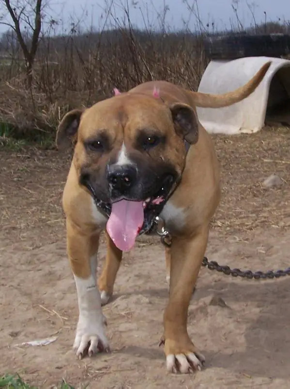 Bullhead's Buster T