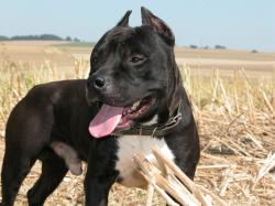 Spack des dobs de la loube