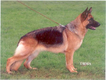 V14 (N) Cilly av Thorarinn