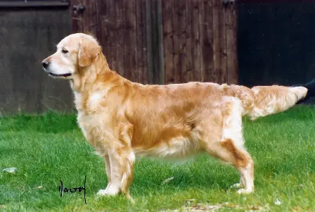 Catcombe Cher At Millgreen