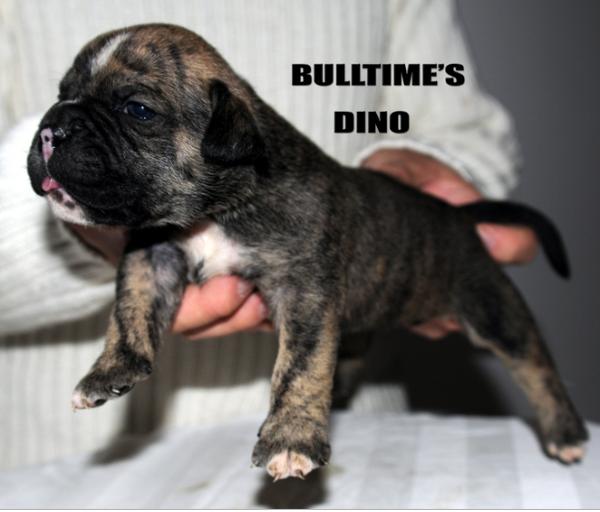 Bulltime'S Dino