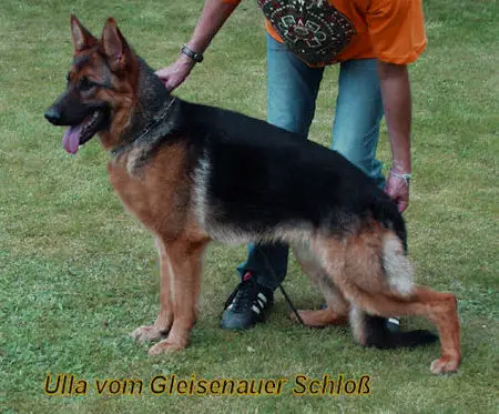 V Ulla vom Gleisenauer Schloß