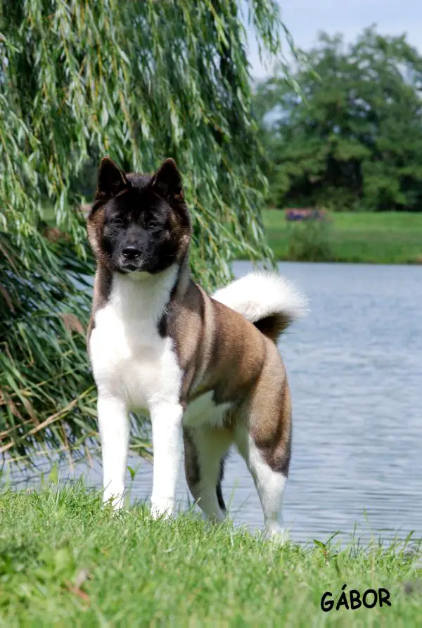 AUT/HU CH, AUT JCH American Triumph Hollywood