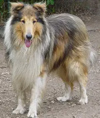 Stirling's Prince of Desire