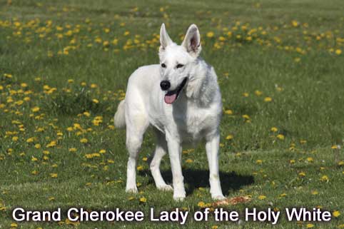 NAT. CH. Grand Cherokee Lady of the Holy White