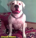 CH. RUS Grand Future White Fang
