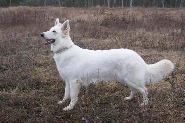 Canta Lupa (FCI) Rosebud