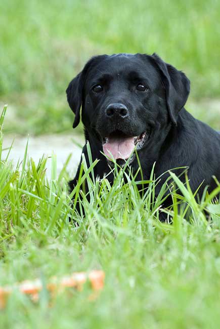 Cherniy Shokolad Estephania