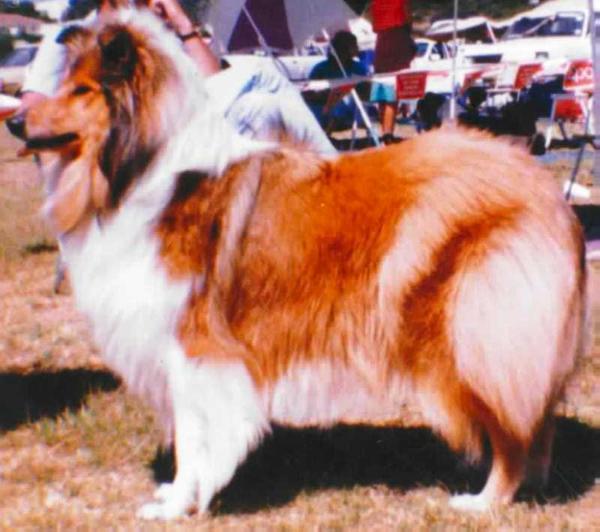 CH ZA Wiltshire's Seraphic