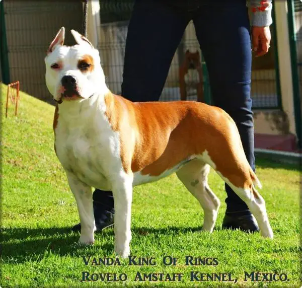 AKC CHAMPION Vanda King Of Rings