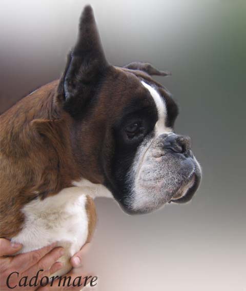 COCCOLO della Cadormare