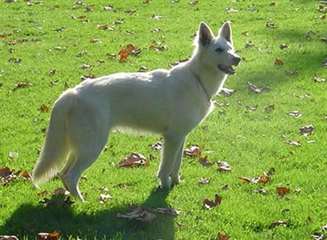 Baghirati Of Trebons Berger Blanc