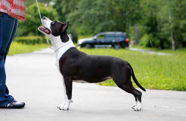 INT&CH RUS,GRAND,CW,CACIB,CH BEL,MOL Zvezdnaya Noch s Zelenogo Goroda