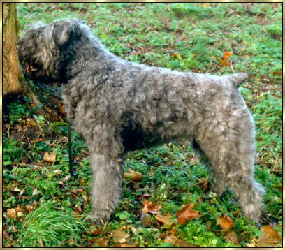 Regan Kyra v. Bouvier Topline