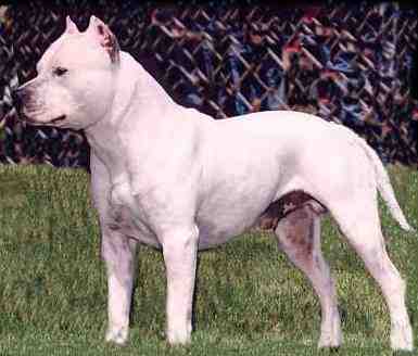 Chief Sitting Bull CD