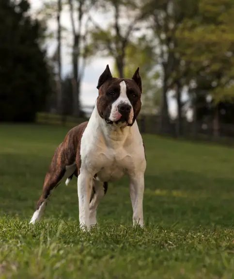 De Paco XZ Tennessee Rebel