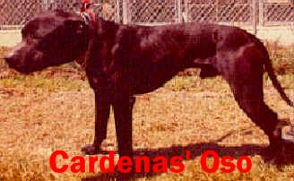 Boudreaux' T-Bud ( Cardena' Oso)