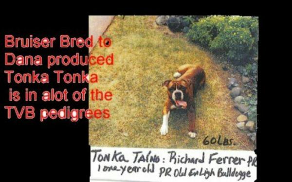 Rock Stone's Tonka Taino