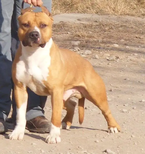 Pureclass Mountain Bike