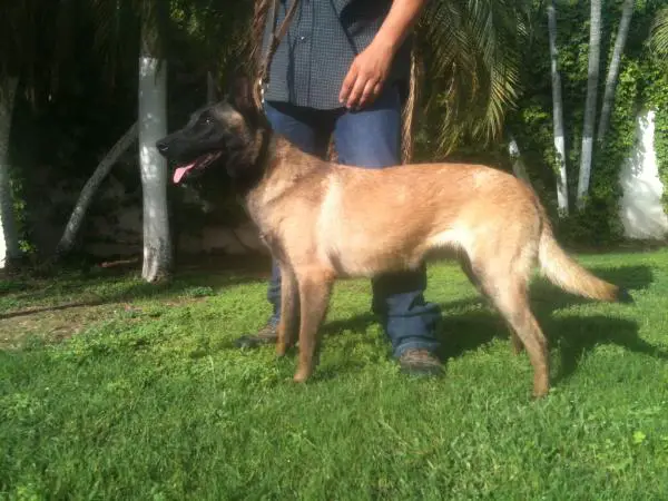 GRIMA (Teurbane) MEX. FCI.