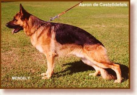 SG(BSZS) Aaron de Castelldefels