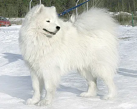 ANGEL-DIAMANT d'Obreika