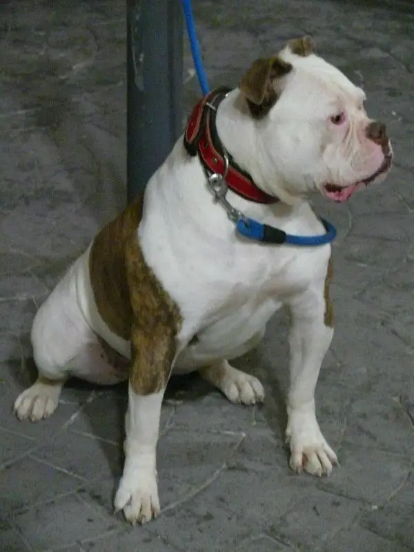 Starbulldog Angel Of Sugarbulls