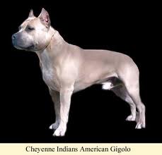 Cheyenne Indian's American Gigolo