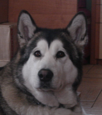 CH.PL Misja z Howerli