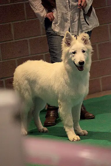 Karibooh P'tits Loups d'Amour