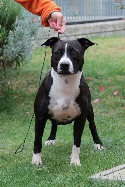 A Million Dollar Baby of Joel Staf // Anahita