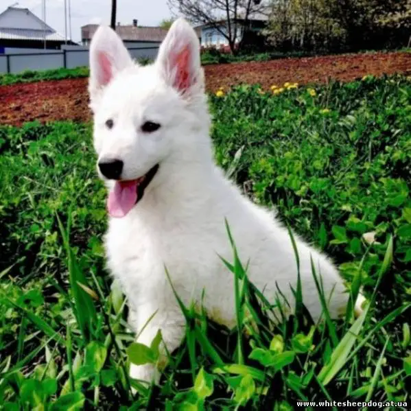 NALA Bila Zgraya (NORA)