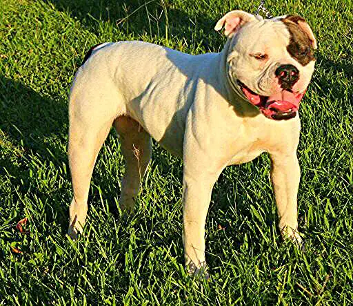 Quality bullys  Dolly of Dunlaps