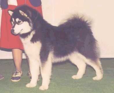 CAN CH. Oopik's Northern Light