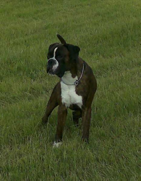 Ch. Öst., Ch. BK Sass Suum Cuique