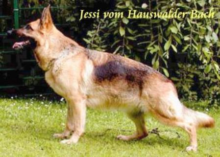 V Jessi vom Hauswalder Bach