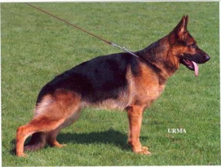 V 1 (HUNGARY SIEGER) V96(BSZS 2003) Orna vom Haus Carrara